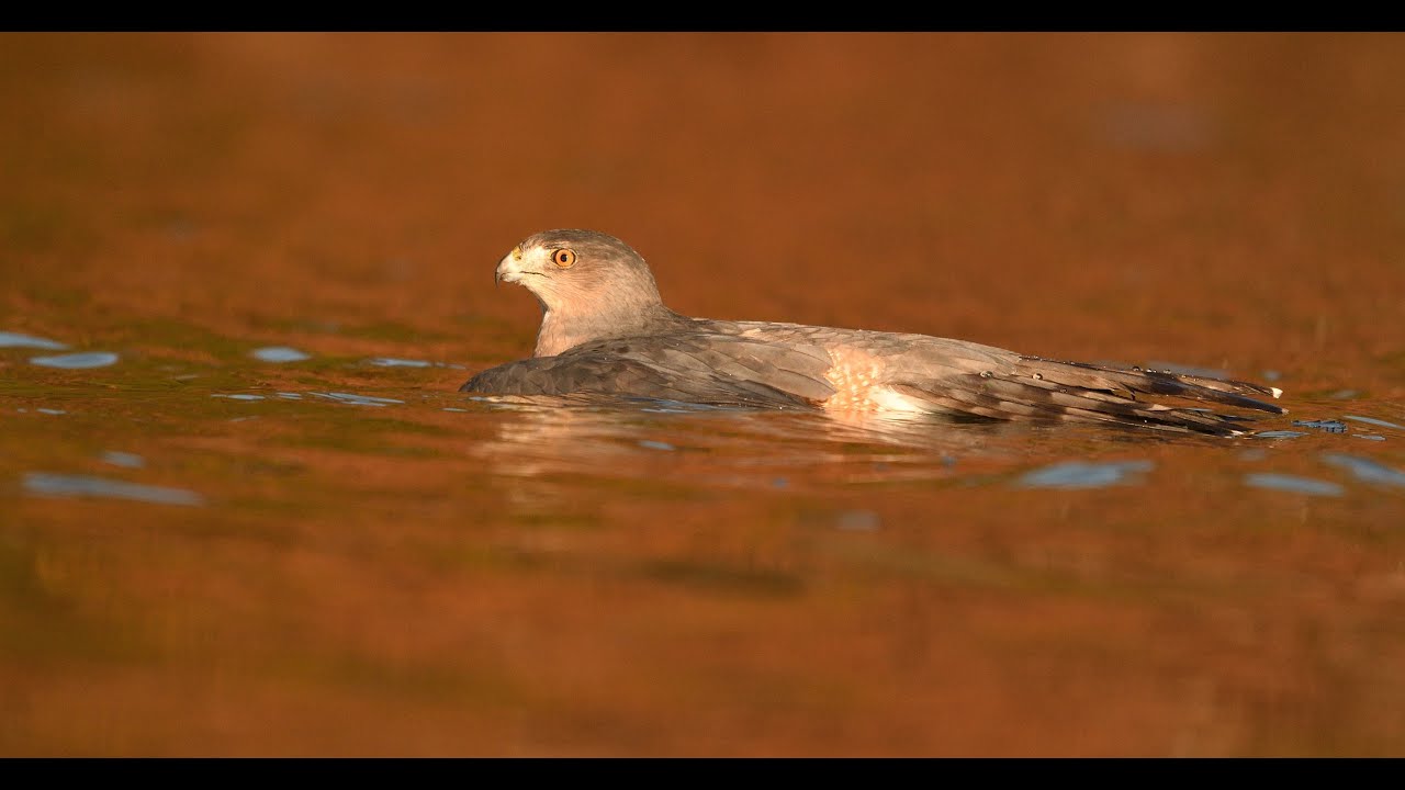 Cooper's Hawk Vs a Fish Crow. Can a Cooper's Hawk swim? See the end