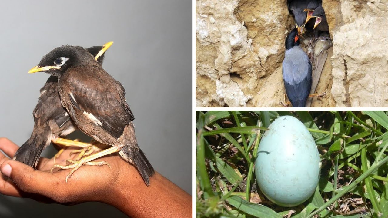Myna bird eggs and baby