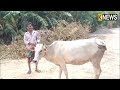 ଗାଈଙ୍କୁ ମାରୁଛି ଅଜଣା ରୋଗ, ମାସକରେ ମଲେଣି ୬୦ରୁ ଅଧିକ | Knews Odisha