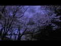 紫の桜 │ 中島みゆき [Tee♂G3 cover]