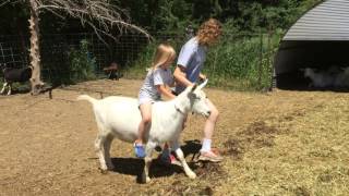 Riding Saanen Goat 5