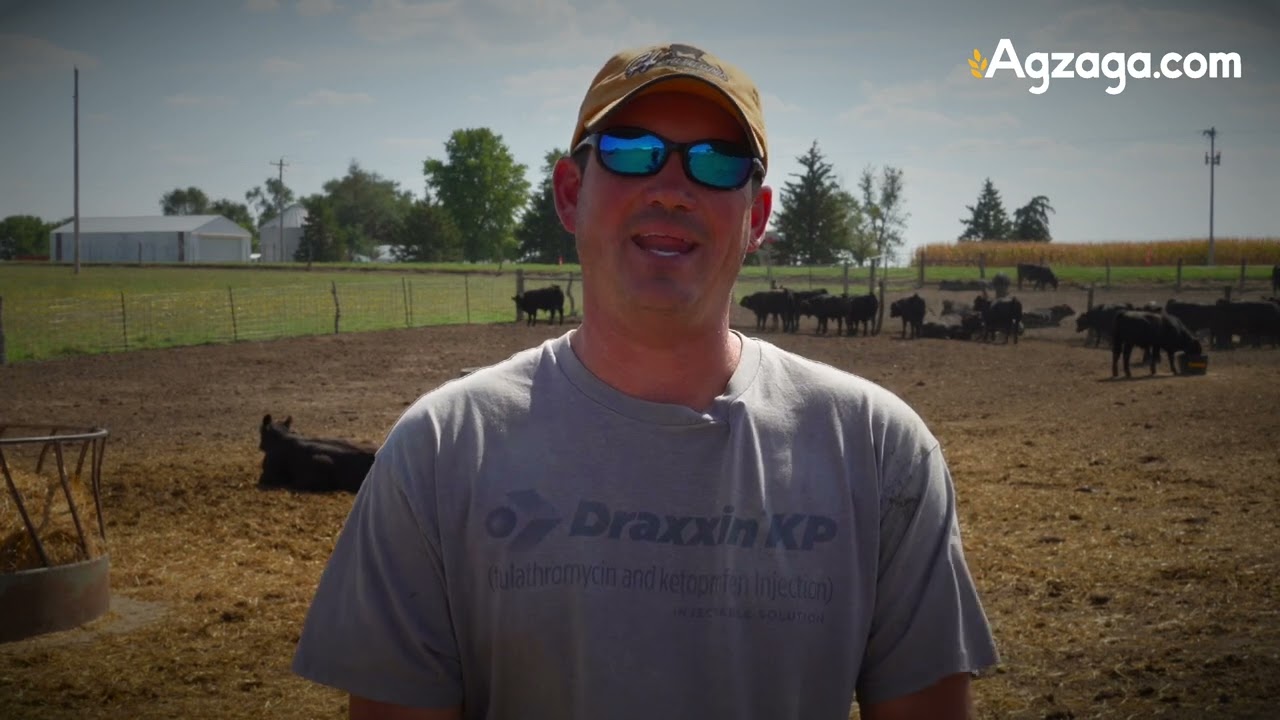 FerAppease Bovine Review: Dr. Brock Hanel on Stress-Free Weaning Success