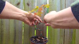 🌱 Backyard Bonsai 🌱 How I am using the Coronavirus Pandemic to grow Bonsai Trees from my Backyard