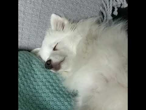 Sleeping Japanese Spitz Dog Youtube