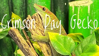 Species Spotlight Giant Crimson Day Gecko