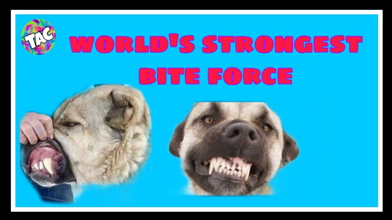 Kangal Dog Bite Force Vs Lion at Ellen Parshall blog