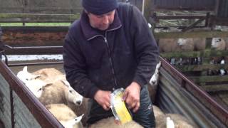 TagFaster in full FIGHT - thick ears, thin pins and soft tags