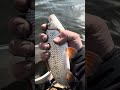 #рыбалка #fishing #carpfishing #рыбалканаозере #carp #рыбалканафидер #карп