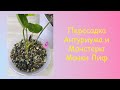 Спасение Антуриума // Anturium and Monstera Monkey Leaf Replanting// Пересадка Монстеры Манки Лиф