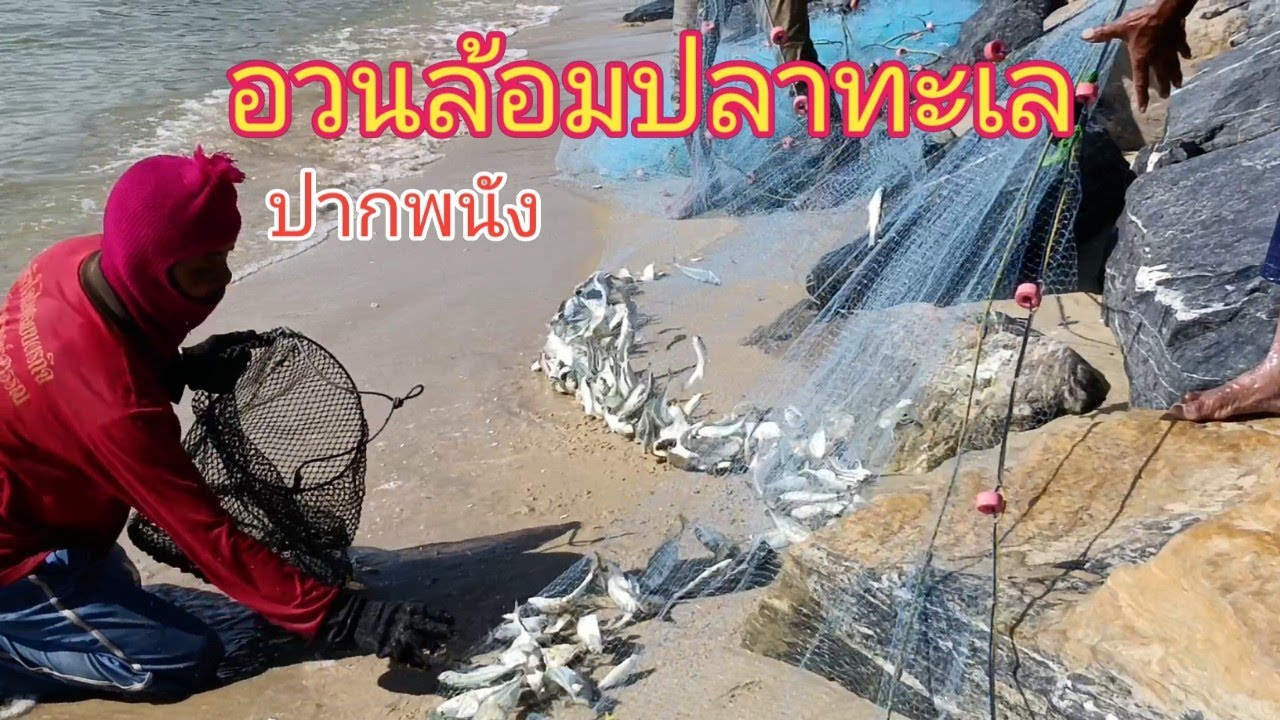 วางอวน ล้อมปลาทะเล ปากพนัง นครศรีธรรมราช|คืนถิ่นวิถีใต้