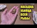 Вечная насадка для рыбалки весной. Насадка на карася леща карпа плотву