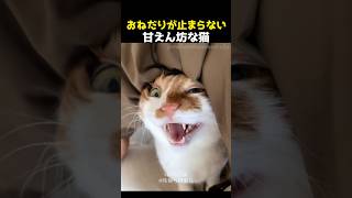 おねだりが止まらない甘えん坊な猫