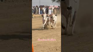 Dandan Ni Dor Bull Race Narali