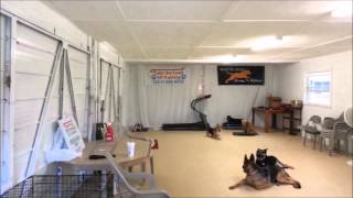 Impulse Control Dog Aggressive Rehab: Take the Lead K9 Training