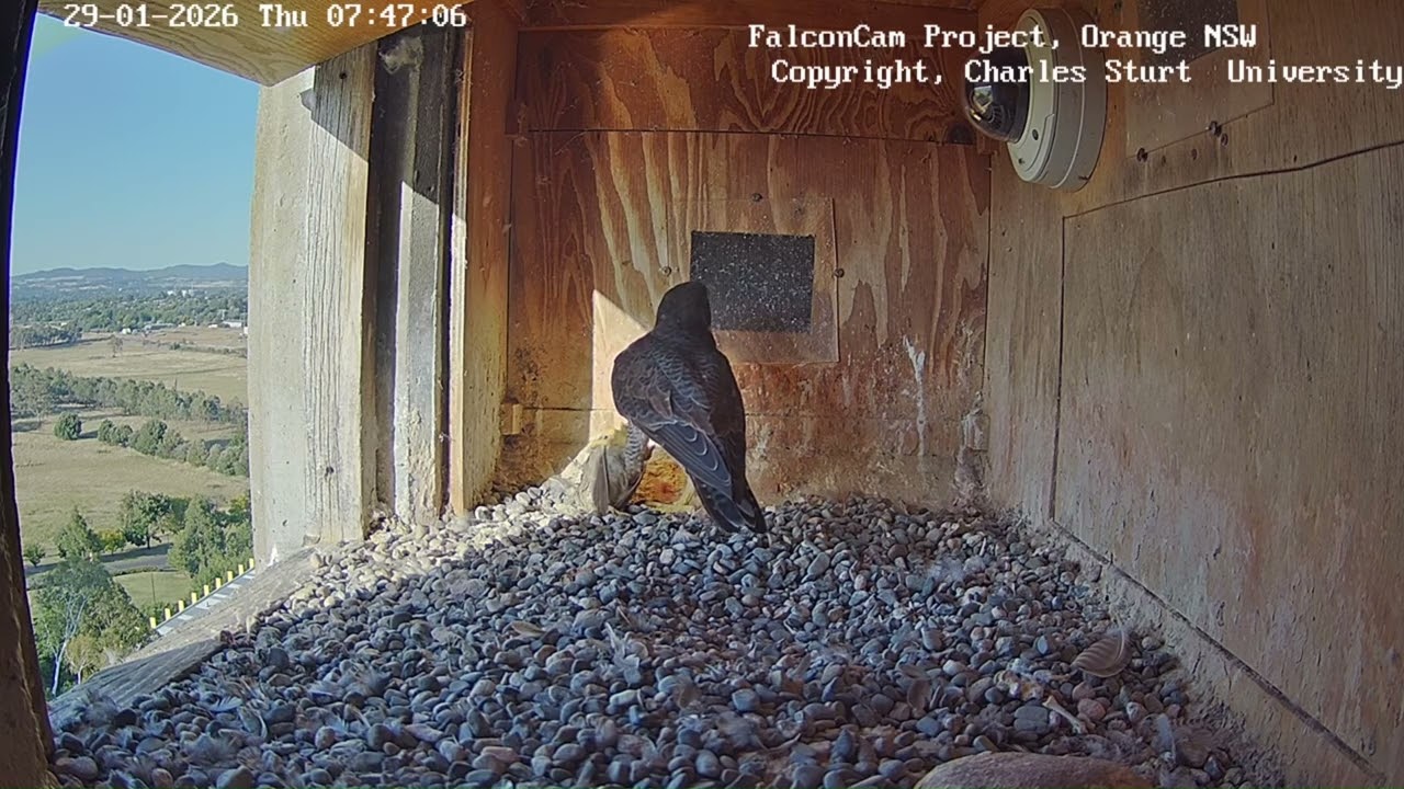 Gimbir takes Diamond's prey, FalconCam Project, Orange NSW, 29 January 2026