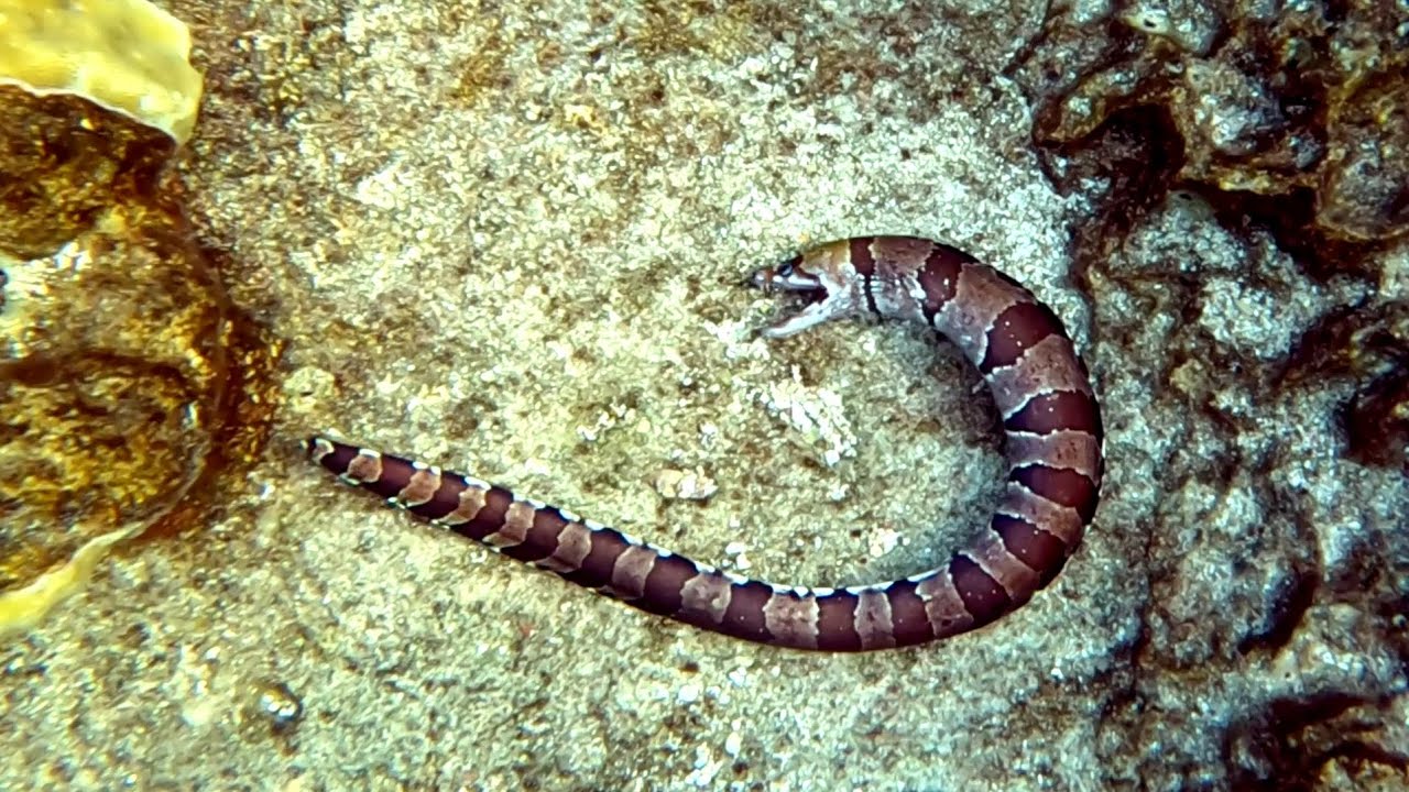 Banded moray (Gymnothorax rueppellii), Полосатая мурена, непонятно что случилось