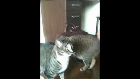 Cat Plays Fetch (Better than a dog?)