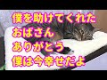 ♯46 【猫のほのぼのする話】僕を助けてくれたおばさん。ありがとう。僕は今幸せだよ。