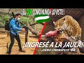 Un día alimentando Jaguares (Zoológico de Santa Cruz de la Sierra, Bolivia)