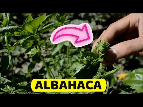 Vídeo: Jardinera: Una Plaga De Sàlvia I Oli Essencial