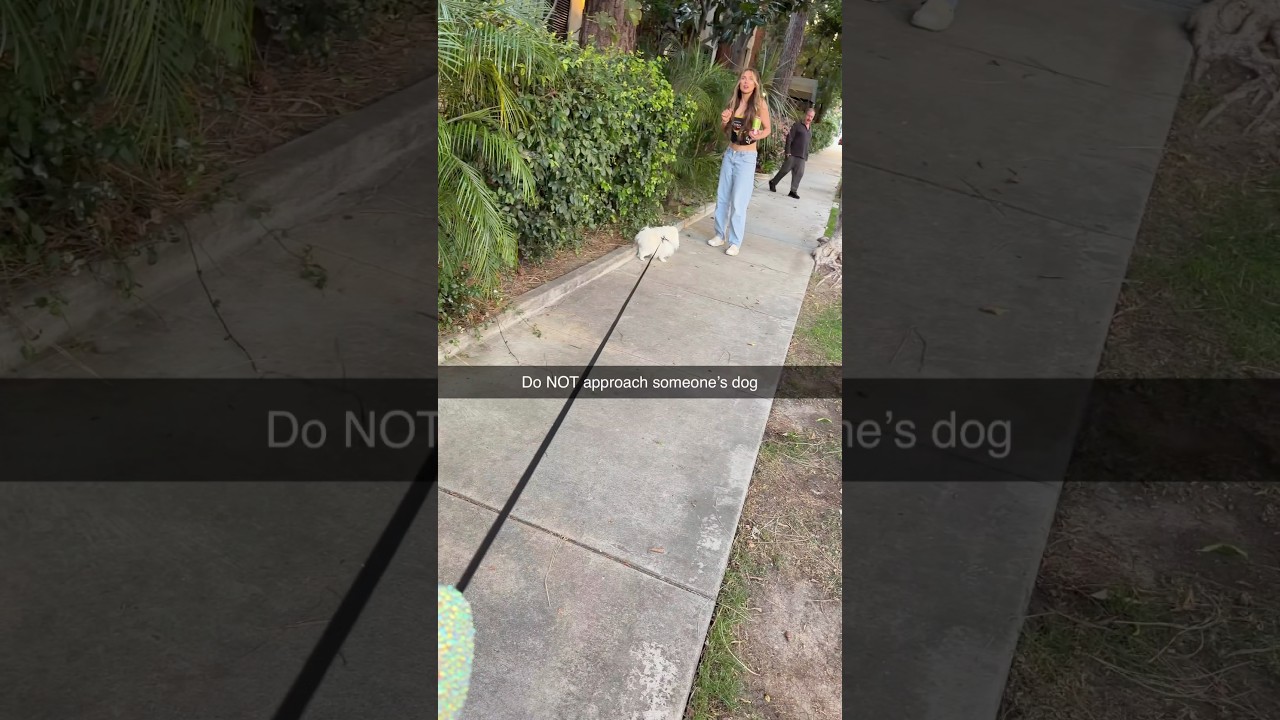 Do NOT just approach someone's dog 😤