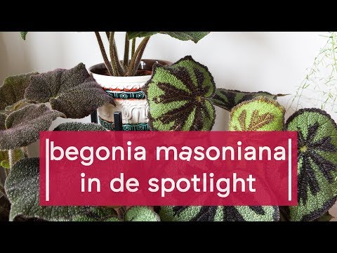 Video: Begonia-classificatie vinden via de begonia-bladeren