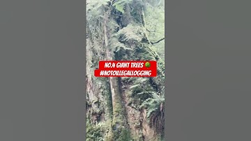 No.4 giant trees 🌳 #tree #youtubeshorts #lifeisbutadream #traveldestinations #shortvideo