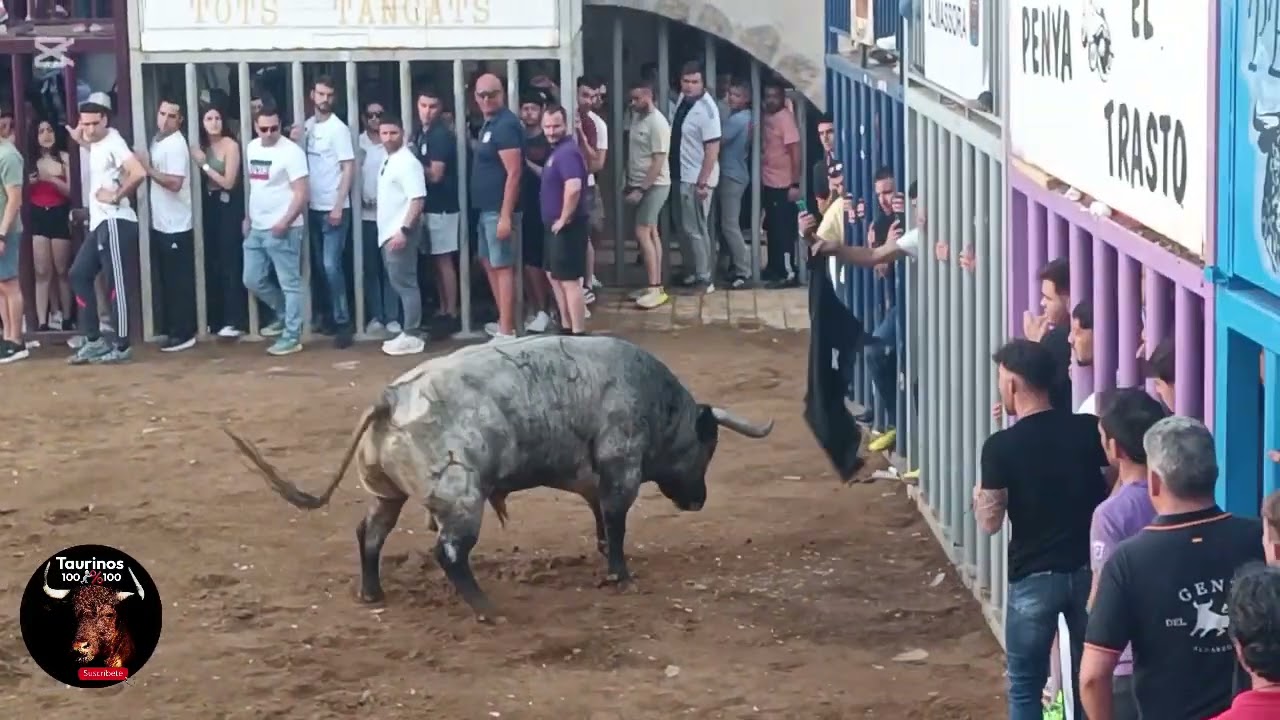ALMAZORA (CS) 18-5-2025 ENCIERRO DE CHARNEGO Y TOROS CERRILES DE PARTIDO DE RESINA Y GERARDO ORTEGA
