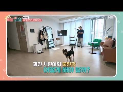 분리불안 및 새로운 공간에서의 반려견 문제 해결 솔루션은? MBN 250424 방송