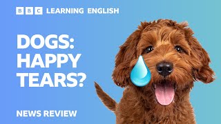 Dogs: Happy tears?: BBC News Review