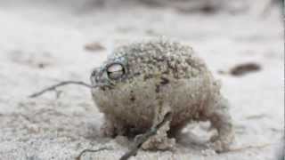 Worlds Cutest Frog  Desert Rain Frog