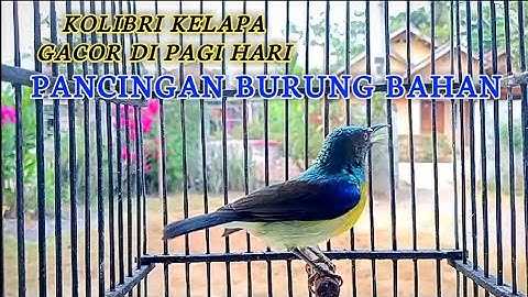 kolibri kelapa | manggar | gacor di pagi hari | pancingan burung bahan agar cepat rajin bunyi gacor