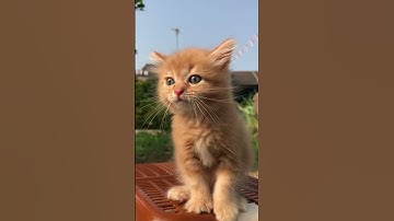 Thumbnail of Suara kucing
