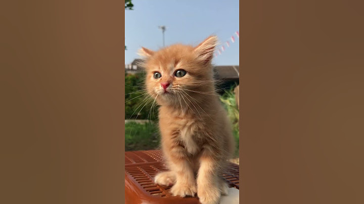 Suara kucing