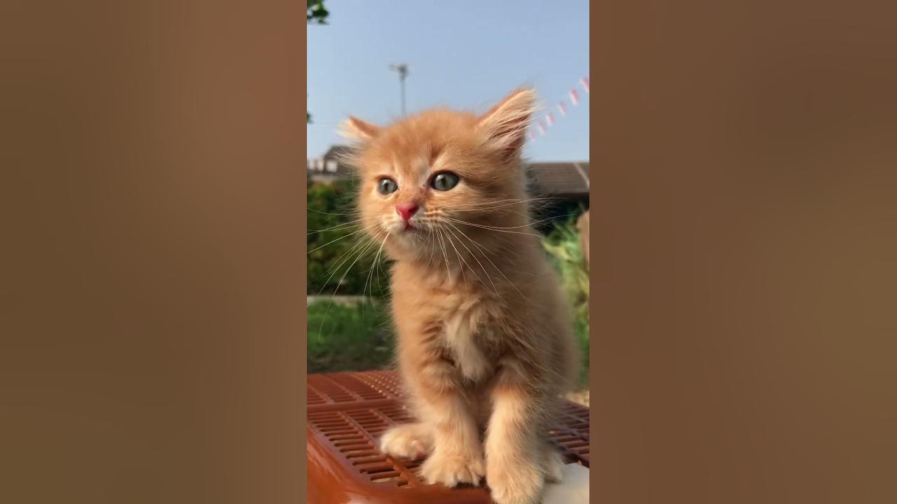 Suara kucing