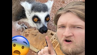 Weird Squirrels Worship my Feet