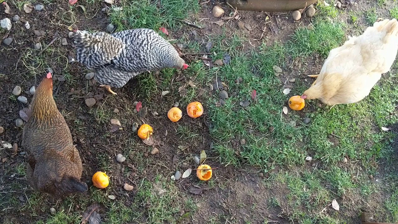 Chickens eating persimmons 2/2 - YouTube