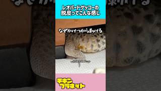 【レオパ】レオパの脱皮を見てみよう【脱皮】 #shorts #爬虫類 #ヒョウモントカゲモドキ #reptiles