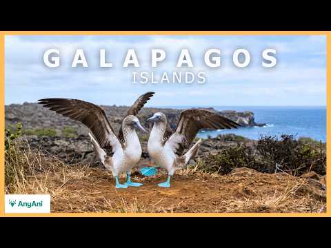 Video Galapagos Islands | Where Every Island Becomes a World of Its Own