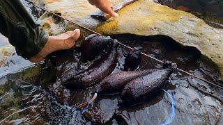 SEA CUCUMBER Island Seafood