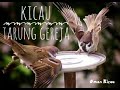 Masteran Tarung Gereja Untuk Kacer Murai Cucak Ijo Konin Mp3 - Mp4 Download