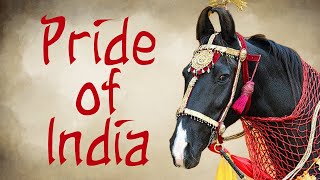 The Marwari Horse, Pride of India