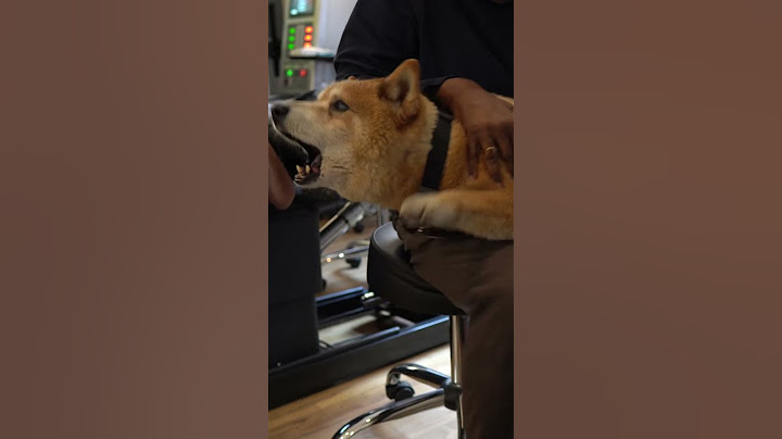 Dog with HIP PROBLEMS visits the ANIMAL CHIROPRACTOR!