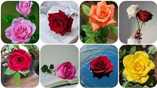 Rose images and Flower wallpaper photos for whatsapp dp pic | flower photo screenshot 4