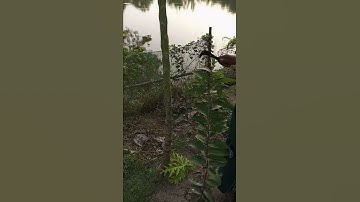 papaya tree leaf cutting reverse video | #reverse