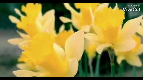 تلاوة خاشعة القارئ حمود العنبر