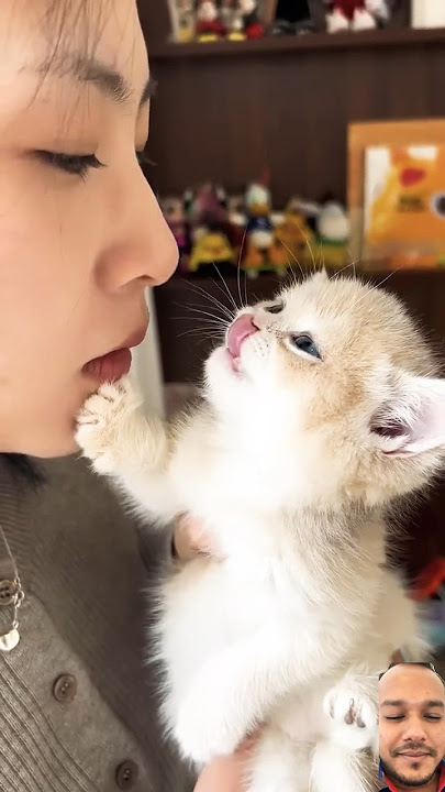 Lucu comel😹Kucing Viral ￼#kitten #cute #catlover #cutecat #cat #cuteanimals #viral #shorts #lucu