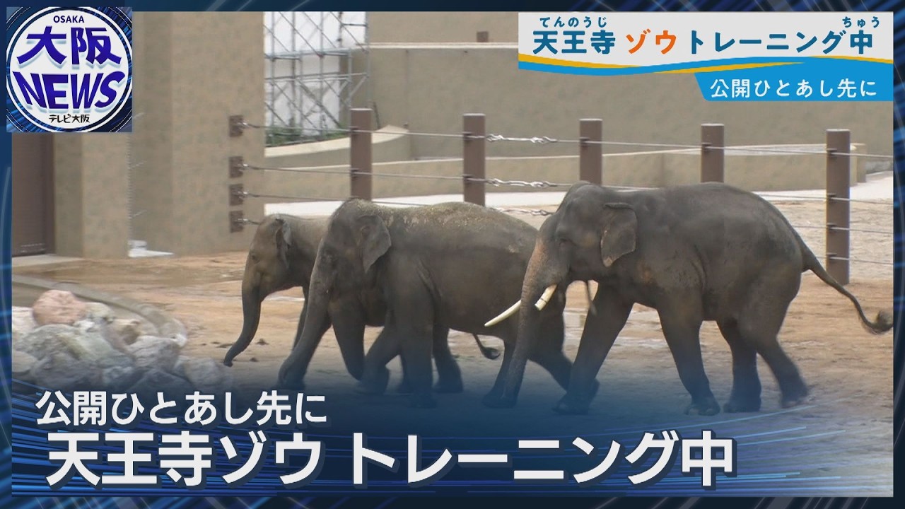 ぞうさん ゾウさんゾウさん♡】天王寺動物園でトレーニング中 仲良し3頭に来園
