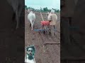 पहले गांव की हल बैल खेत की जुताई🐄🐄 #amazing​ #trending​ #youtube​ #viral​ #nature​ #shorts
