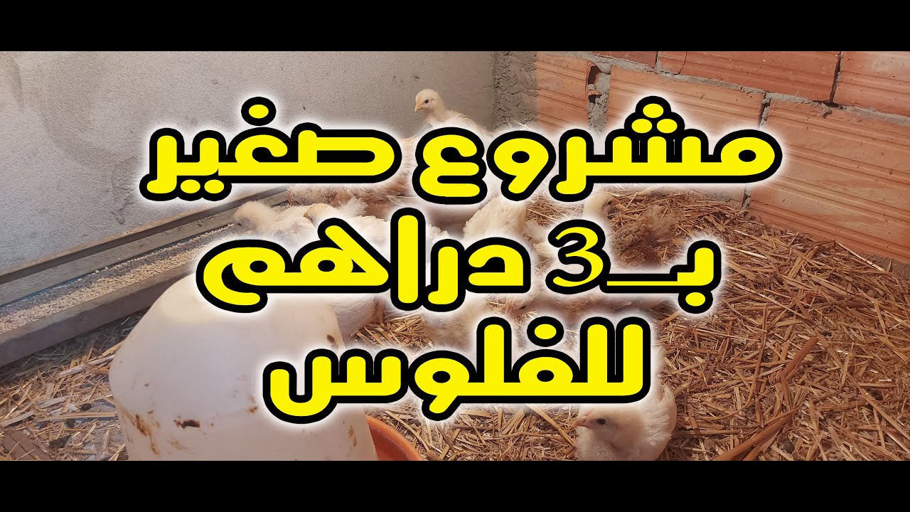 تبارك الله ماشاء الله مشروع في البيت ب3 دراهم للفلوس